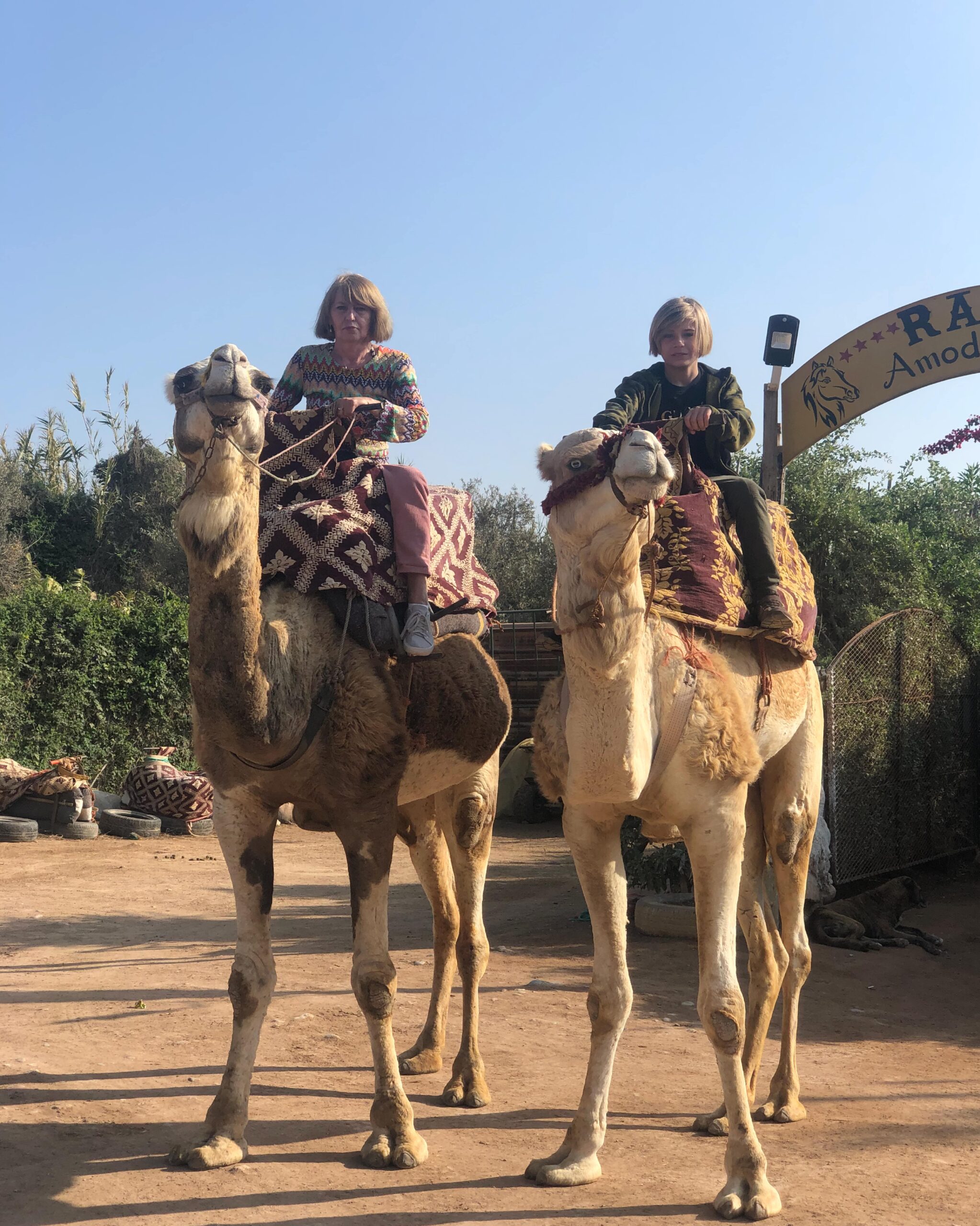 Adventure from the height of a camel